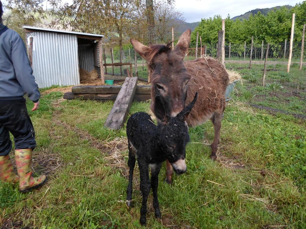 Azienda Agrituristica Pericle Montella Εξωτερικό φωτογραφία