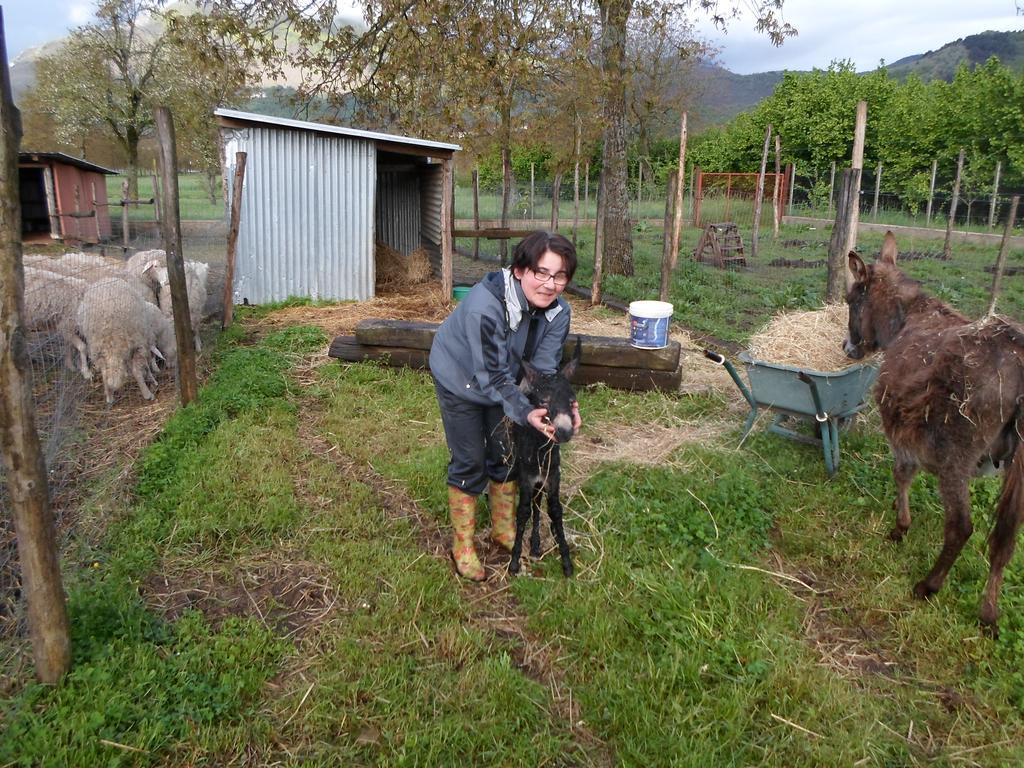 Azienda Agrituristica Pericle Montella Εξωτερικό φωτογραφία