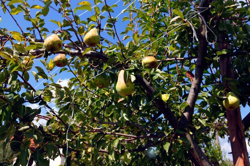 Azienda Agrituristica Pericle Montella Εξωτερικό φωτογραφία