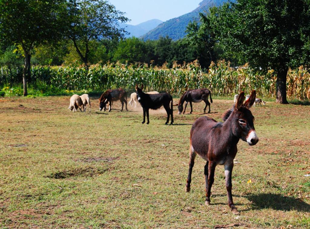 Azienda Agrituristica Pericle Montella Εξωτερικό φωτογραφία