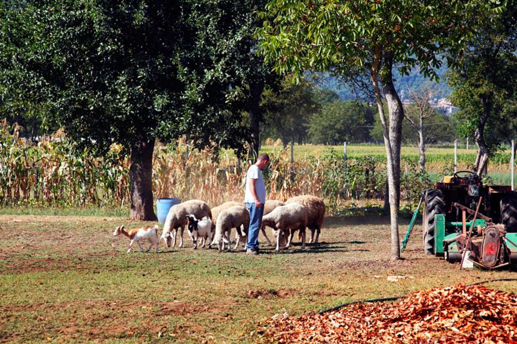 Azienda Agrituristica Pericle Montella Εξωτερικό φωτογραφία