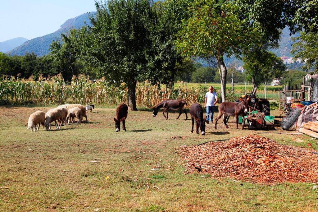 Azienda Agrituristica Pericle Montella Εξωτερικό φωτογραφία